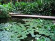 Laghetto di ninfee al giardino dello Sleeping Giant